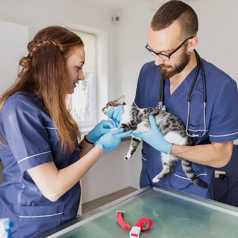 Wintouch Veterinárias